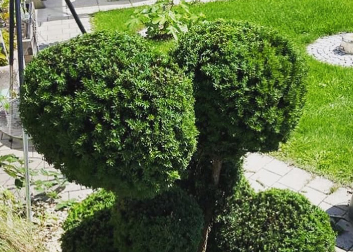 Dekorativer Buchsbaum, professionell geschnitten und gepflegt, ideal für den Sommer.